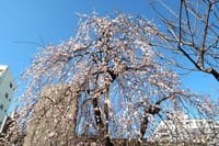 湯島天神で参拝、梅園の梅を見てきました（東京都文京区）