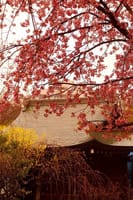 上野公園のサクラがどんどん咲き始めた、綺麗だ！！
