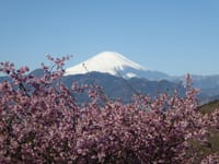 おおいゆめの里　（河津桜と富士山）