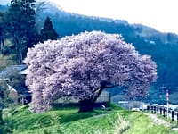 能登輪島満開の桜