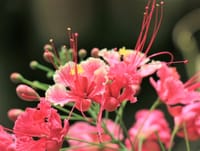 今日の花　Ⅳ　温室の花々