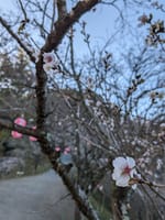 藤岡市さくら山公園　冬桜花は小さかった