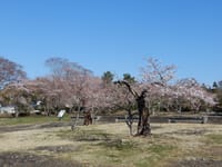 多賀城跡の桜が満開になりました。