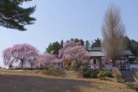 虎渓寺の桜