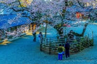昨日の高麗神社の桜