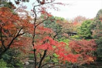写真3枚は、秋の池田山公園、東京都庭園美術館　秋の日本庭園、自然教育園のカワセミ