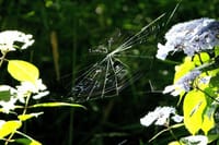 写真２枚は、紫陽花と蜘蛛の巣