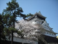 小倉城で夜桜
