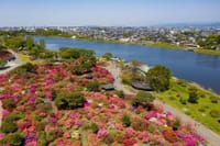 百花繚乱のつつじが丘公園と日本遺産「里沼」ウォーク