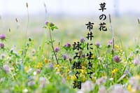 『日々の俳句』草の花