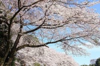 春景色 その16「ご近所の桜景色 ⓶」