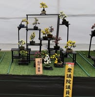 第３７回日本菊花全国大会『小品盆栽花壇の部』（２０２０年１１月６日）