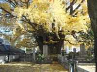 東京の巨樹探訪　最終回