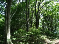 敦賀半島のブナ樹林帯