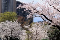 写真３枚は、中野四季の森公園、中野通りの桜、千鳥ヶ淵の桜