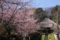 横浜・西方寺の中日桜2021