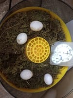 我が家のリクガメ産卵
