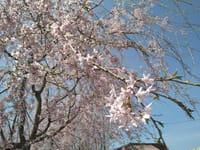 桜満開🎵
