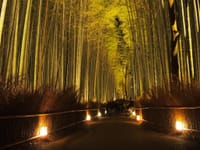 春の訪れ～京都・東山花灯路散策