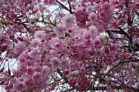 満開の桜です～～(^_-)-☆