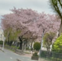  豊川南部桜散り始め