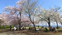 3月29日　桜を見る会　高麗山公園(湘南平)
