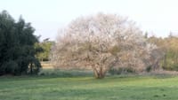 野田市の桜