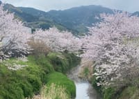 勝浦町桜シーズン