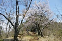 桜の尾根道を登り富士山を求めて★生藤山（1019M）