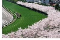 無観客開催の為中止‼️ピクニック気分、お花見気分で♪阪神競馬桜花賞！