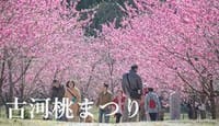 ３月２６日（日）日本一の花桃の里古河桃まつりと寺社めぐり　JR宇都宮線古河駅　１１時００分