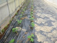 枝豆の定植と若エシャロットの収穫
