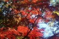 紅葉の成田公園散策とうなぎ