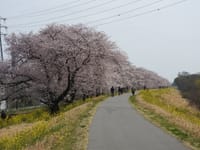 ・2019 04 07 秩父鉄道・大麻生駅にて桜とＳＬで遊ぶ-第２弾