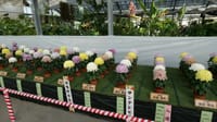 第３９回 日本菊花全国大会　 福助花壇の部「国華園・二色の浜店」（２０２２年１１月８日）LUMIX DC S5