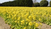 和泉リサイクル環境公園の菜の花（２０２４年３月２２日）