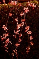 寒い一日、メゲズに近くの西新井大師へ桜の撮影　！