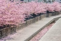 伏見区淀の河津桜を見にいこう