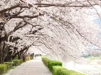 【桜の開花が早まった為の緊急イベント】皇居内堀お花見散策～！！