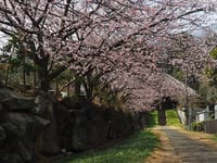 西方寺中日桜