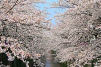 ★代官山の洋館レストランでのフレンチコース料理ランチと、西郷山から目黒川へ桜のお花見名所めぐり♪