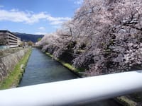京都の桜を見にいきましょう