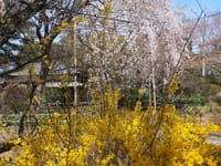 １１年前の今日の写真・・桜とレンギョウ、さくら名所100選　清水公園、さくら名所100選　大宮公園