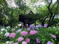 ①混雑する鎌倉では無く、神奈川のアジサイ寺（妙楽寺）に行こう～東高根森林公園を歩き、生田緑地でもアジサイ、菖蒲も見に行こう。