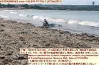 画像シリーズ558「バリ島、クドンガナン・ビーチはゴミの大海」”Lautan sampah di Pantai Kedonganan Bali”