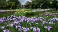 北山公園で花菖蒲の観賞と航空公園の記念館の見学
