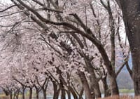河口湖・八木崎公園と御室浅間神社の桜 2021-4-8