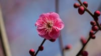 大仙公園の梅の花（２０２３年２月４日）LUMIX DC S5