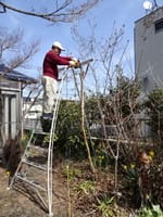 春の園芸作業その二、岡山自宅の庭木、果樹の剪定作業