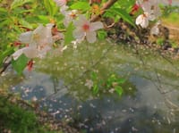 砂子水路の桜